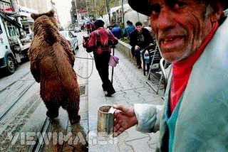 BEAR.gif