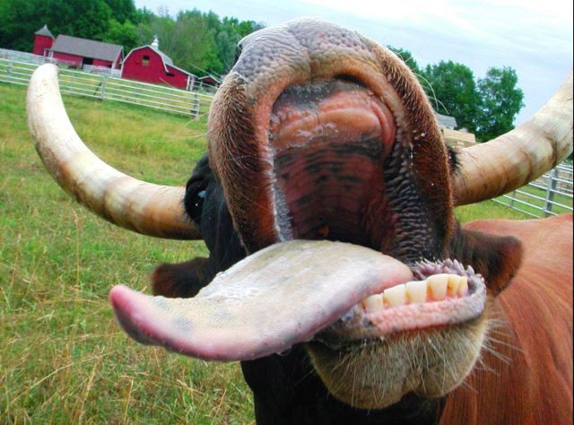cow_rev.jpg