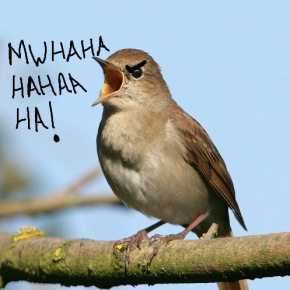 common_nightingale-copy-copy[1].jpg