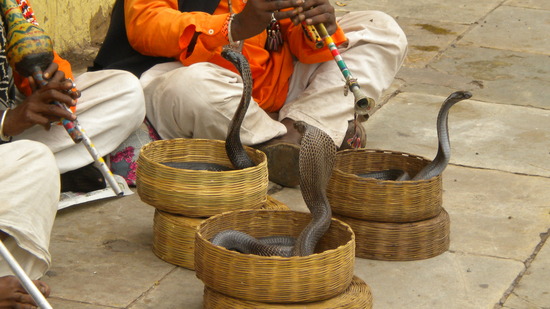 1.1290146369.dancing-cobra-snakes[1].jpg